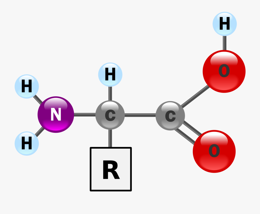 Amino Acids Contain A Carbon Bonded To An Amino Group, - 3d Structure Of An Amino Acid , Free ...