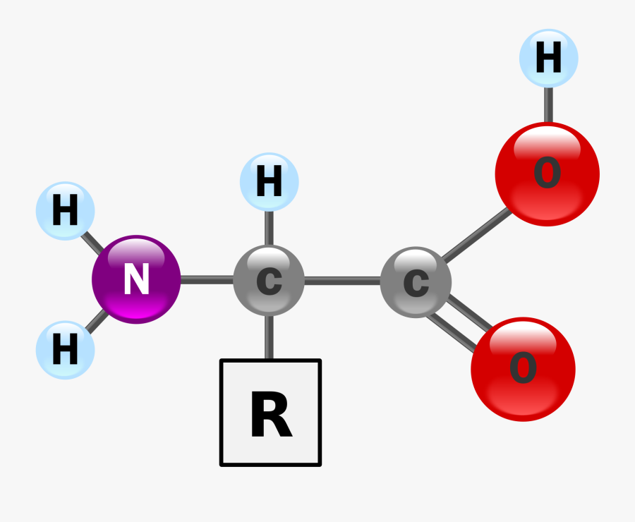 Amino Acids Contain A Carbon Bonded To An Amino Group, - 3d Structure Of An Amino Acid, Transparent Clipart