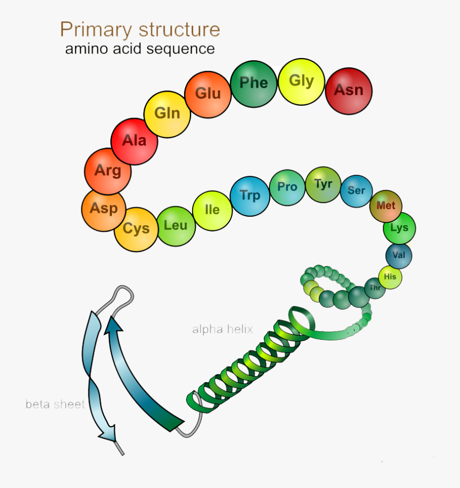 Primary Structure - Amino Acid And Proteins, Transparent Clipart
