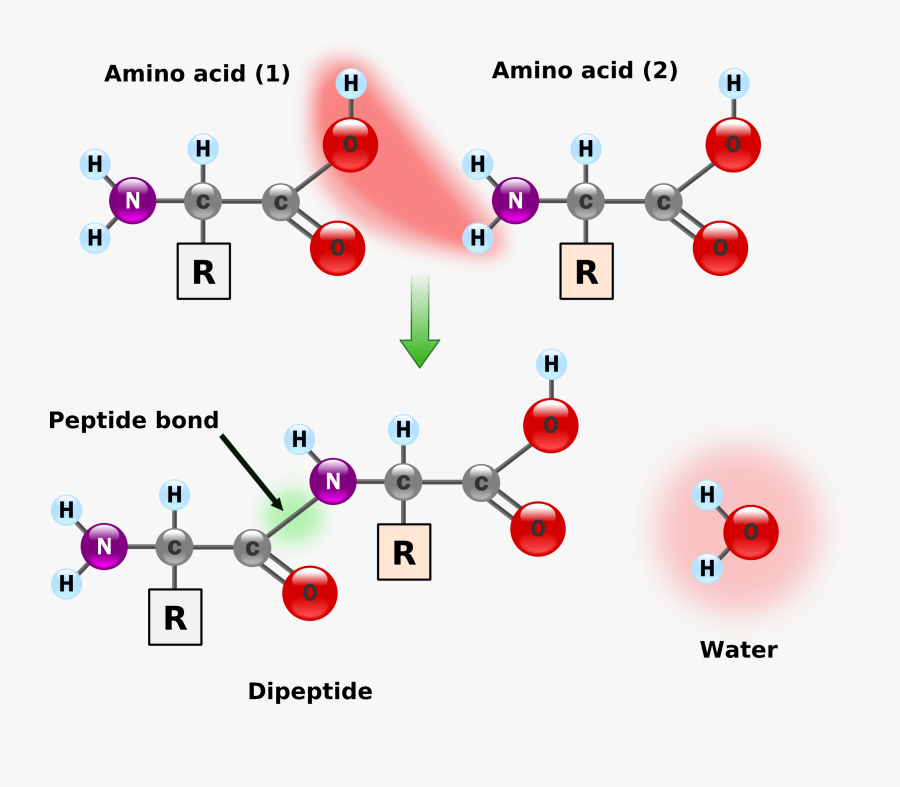 Drawing Peptides Amino - Condensation Reaction 2 Amino Acids, Transparent Clipart