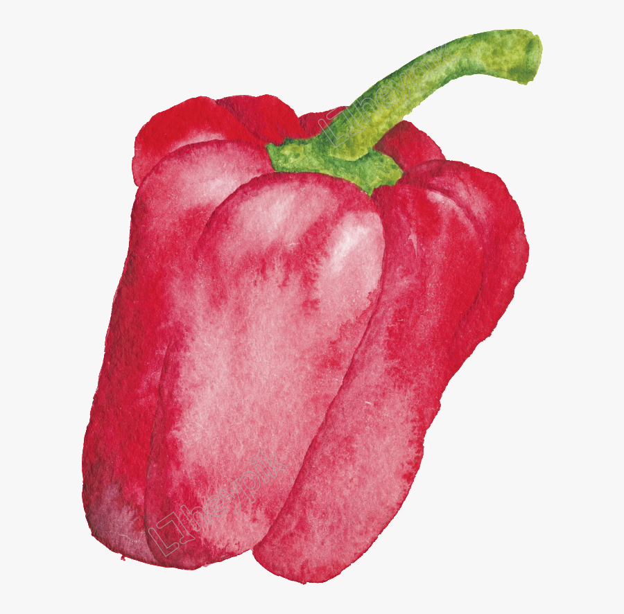 Drawing Vegetables Bell Pepper - Red Vegetables Drawing, Transparent Clipart