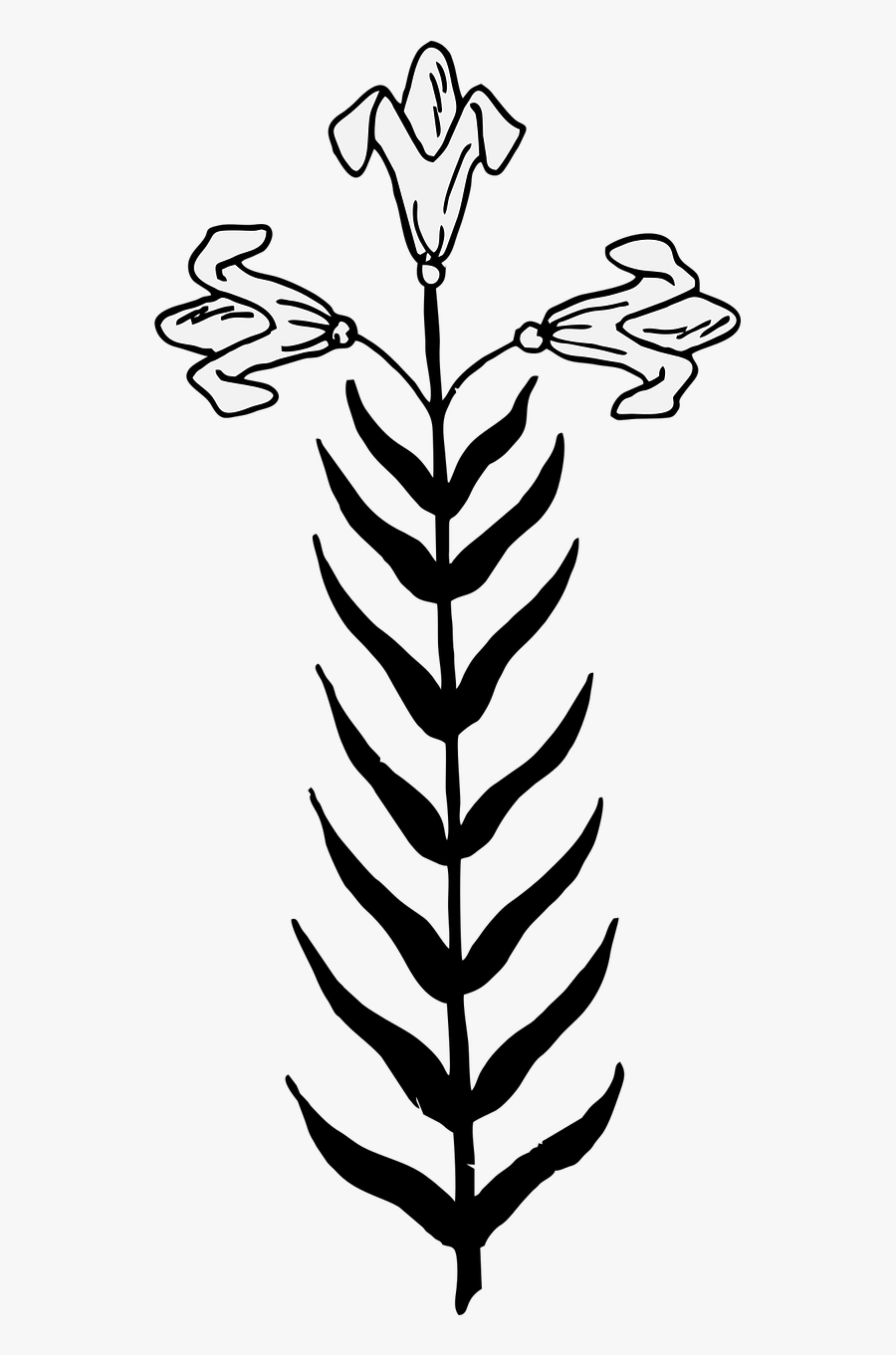 Lily Lillies Flower, Transparent Clipart