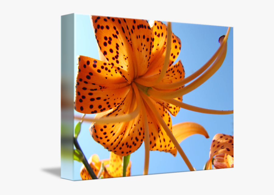 Blue Drawing Tiger Lily Transpa Png Clipart Free Ya - Sunshine And Lilies, Transparent Clipart