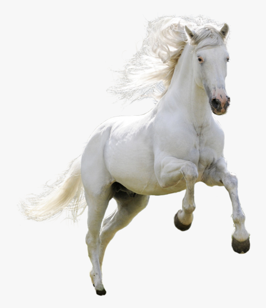 Horse Running Transparent Png, Transparent Clipart