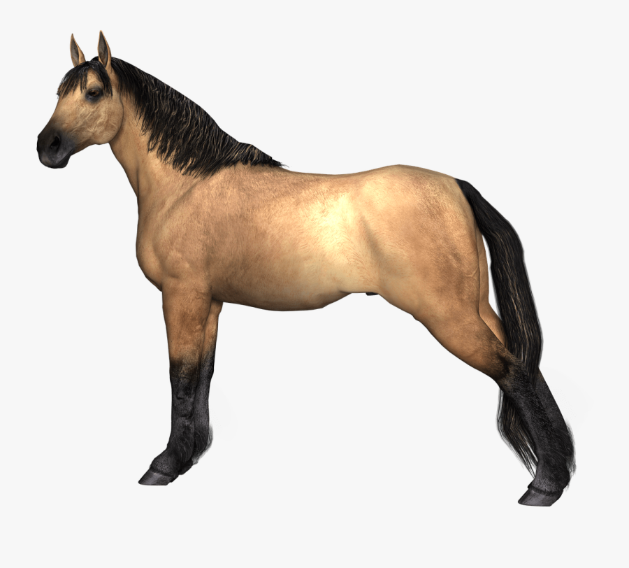 Png Clipart White Horse Hind Legs - Animal Render, Transparent Clipart