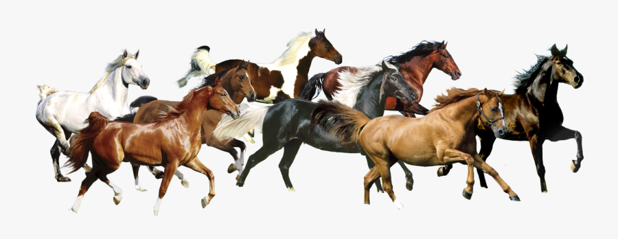 Transparent White Horse Clipart - Running Horse, Transparent Clipart