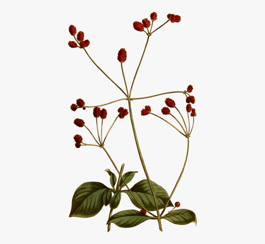 Plant,flora,leaf - Vintage Botanical Drawing Png, Transparent Clipart