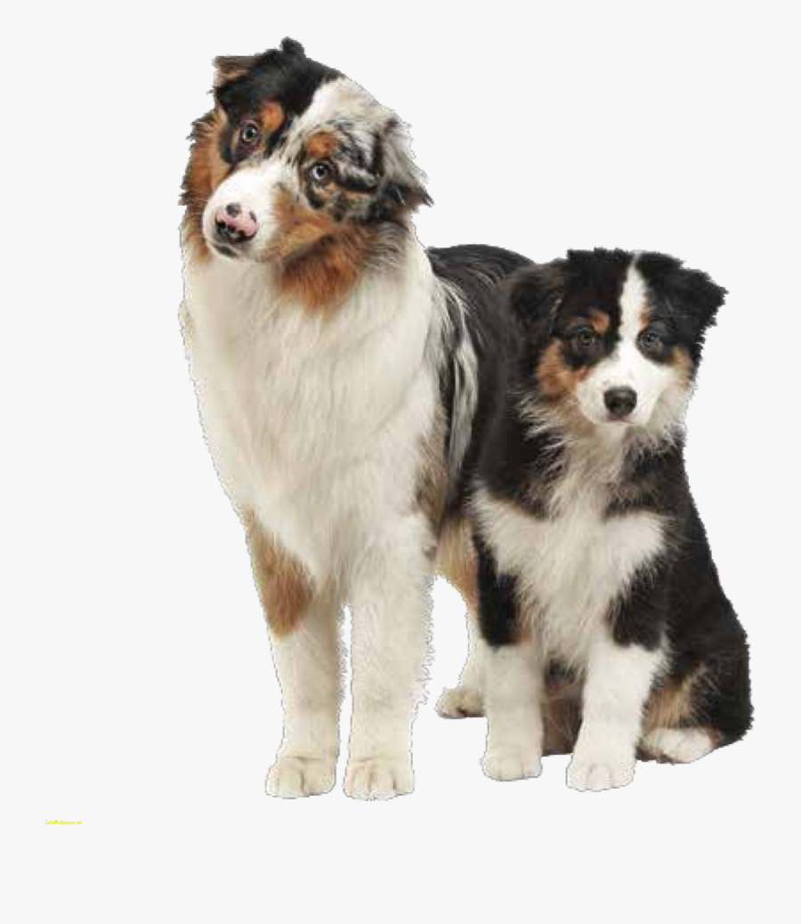 aussie bernese mountain dog