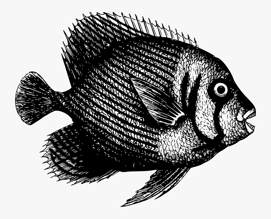 Portable Network Graphics, Transparent Clipart