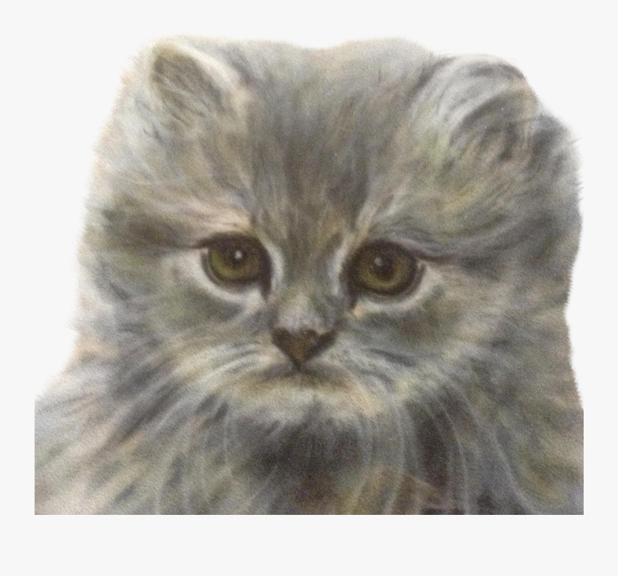 Drawn Kittens Persian Kitten - Domestic Long-haired Cat, Transparent Clipart