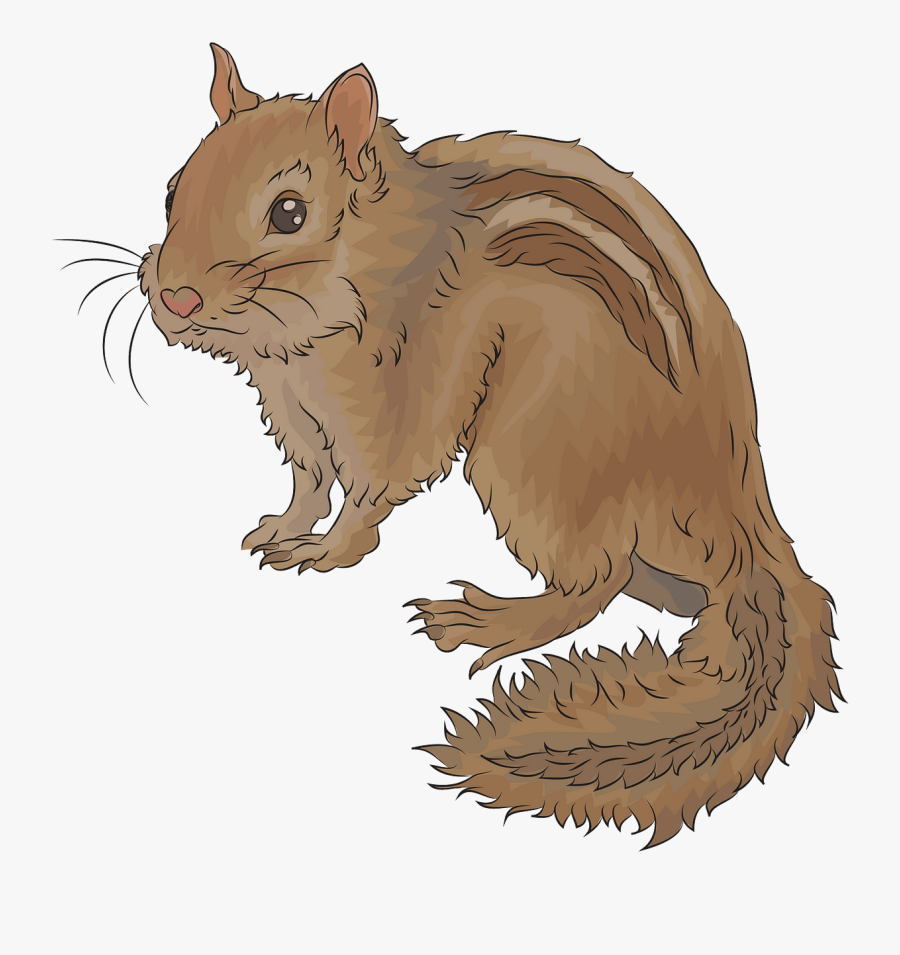 Rat, Transparent Clipart