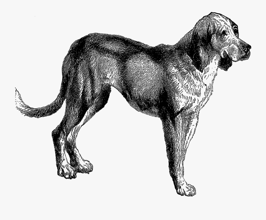 Clip Art Bloodhound Clipart - Harrier, Transparent Clipart