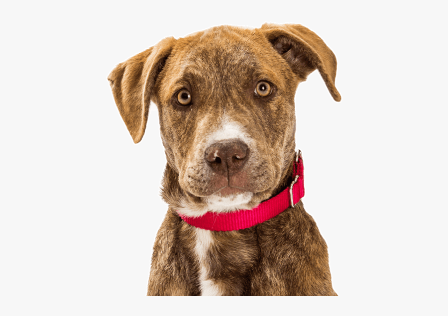 Free Bloodhound Puppy - Dog Catches Something, Transparent Clipart