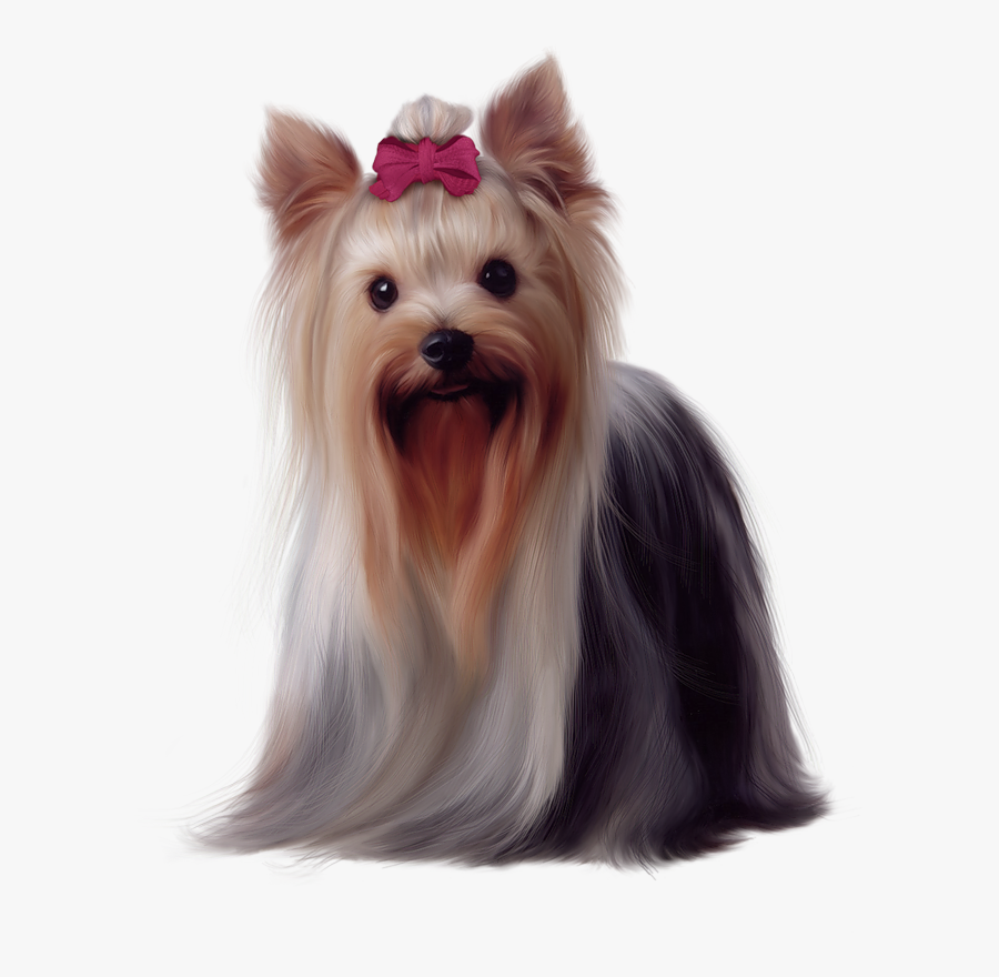 Yorkshire Terrier Png, Transparent Clipart