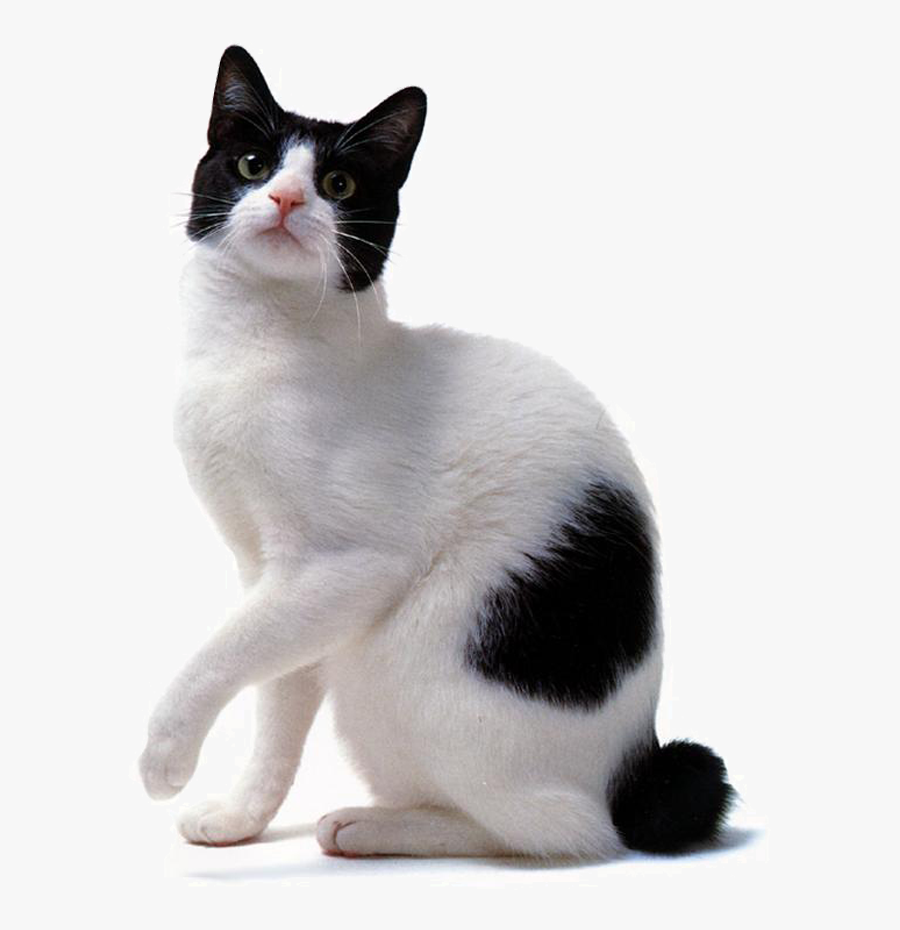 It Is Necessary To Use A Microfiber Cloth Or Washcloth - Bobtail Japonez, Transparent Clipart