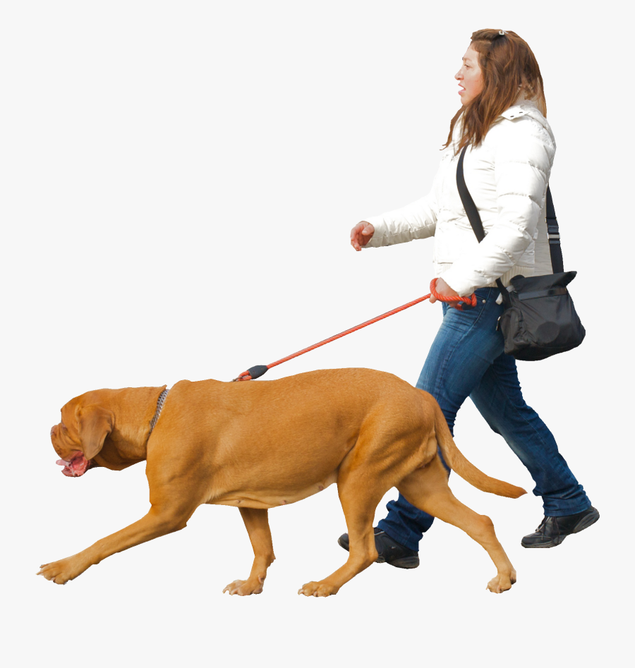 Dog,canidae,leash,dog Breed,dog Group,companion Dog,bloodhound,obedience - Walking With Dog Png, Transparent Clipart