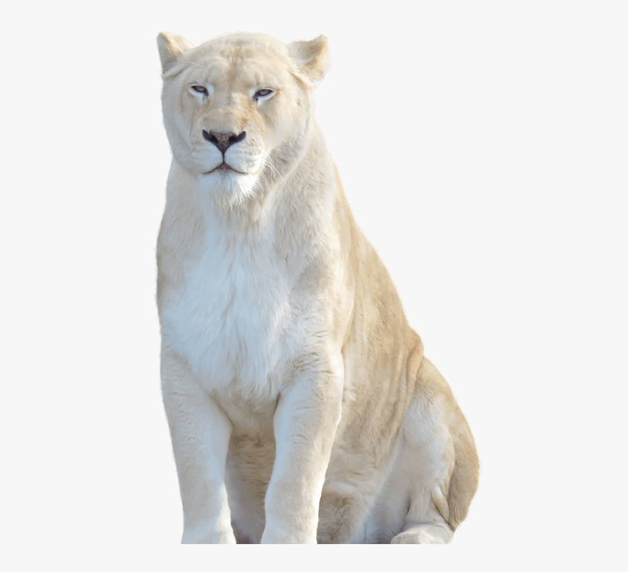White Lion Encounter National Zoo Aquarium - White Lion Transparent Background, Transparent Clipart
