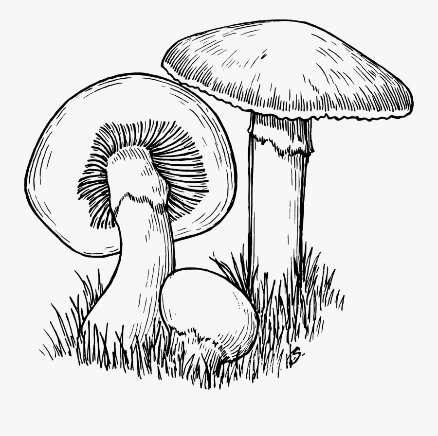 Line Art,monochrome Photography,tree - Fungi Black And White, Transparent Clipart