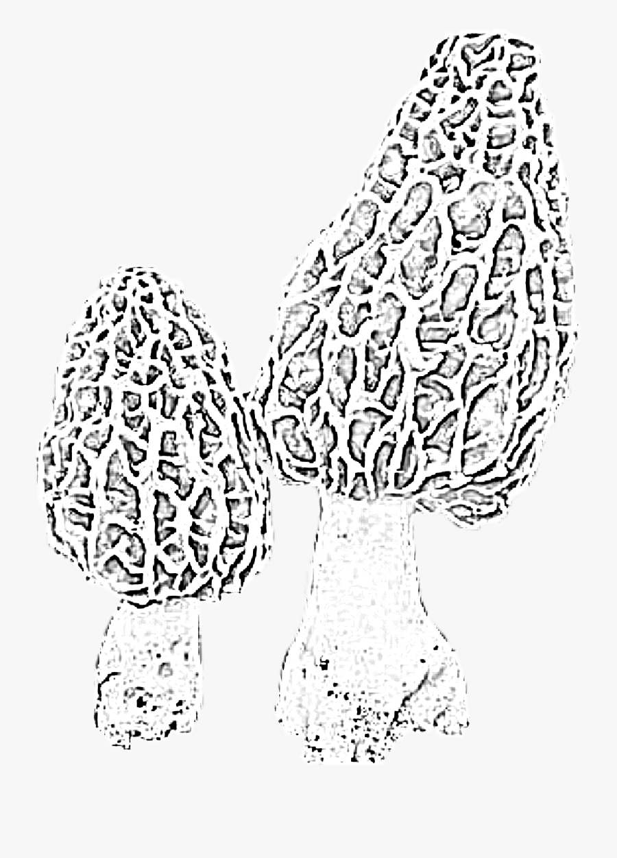 Drawing Mushrooms Fungus - Line Art, Transparent Clipart