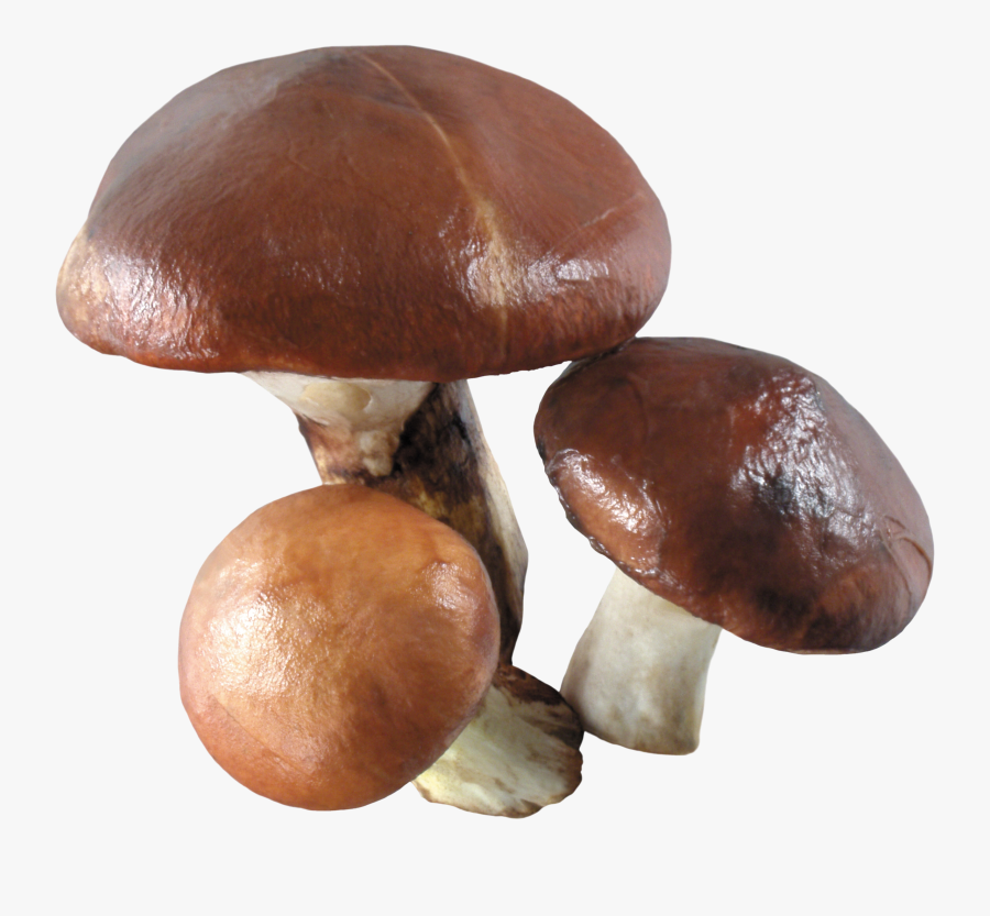 Fungus Clipart, Transparent Clipart