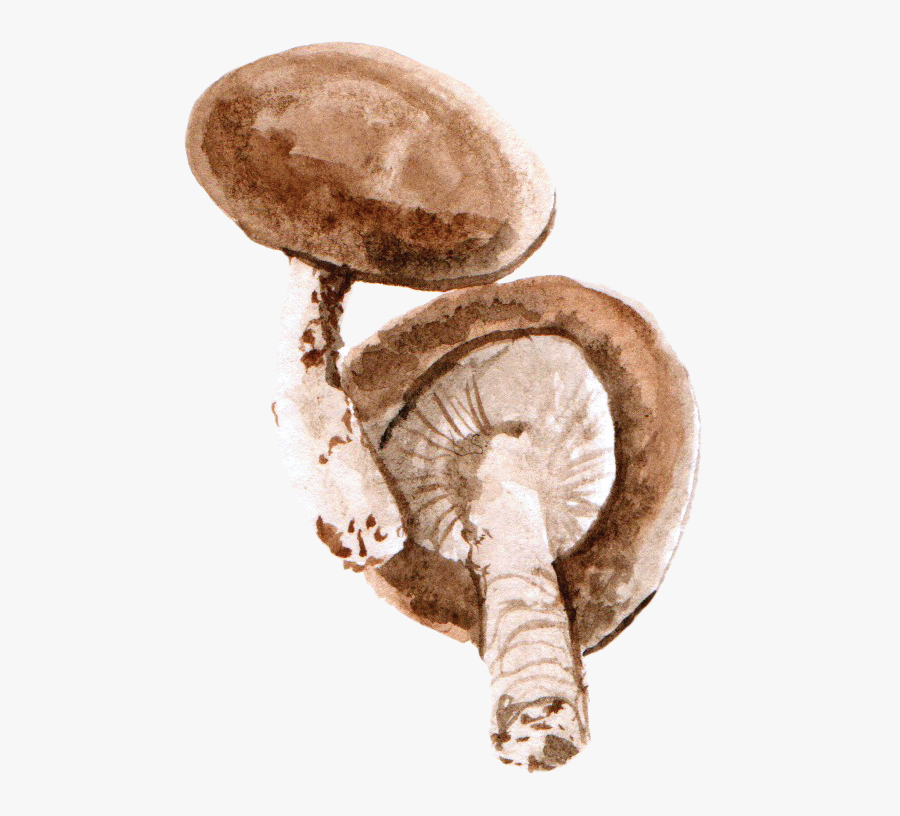 Clip Art Mushroom Watercolor - Mushroom Watercolor Png, Transparent Clipart