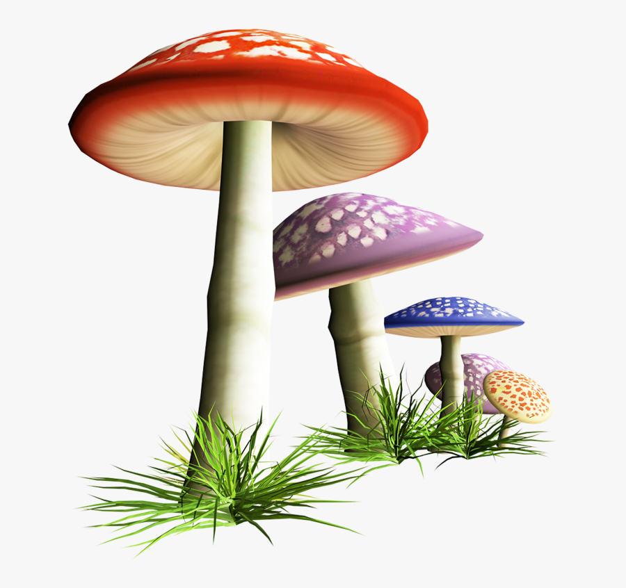 Fungus Drawing Mushroom Forest - Transparent Mushroom Art, Transparent Clipart