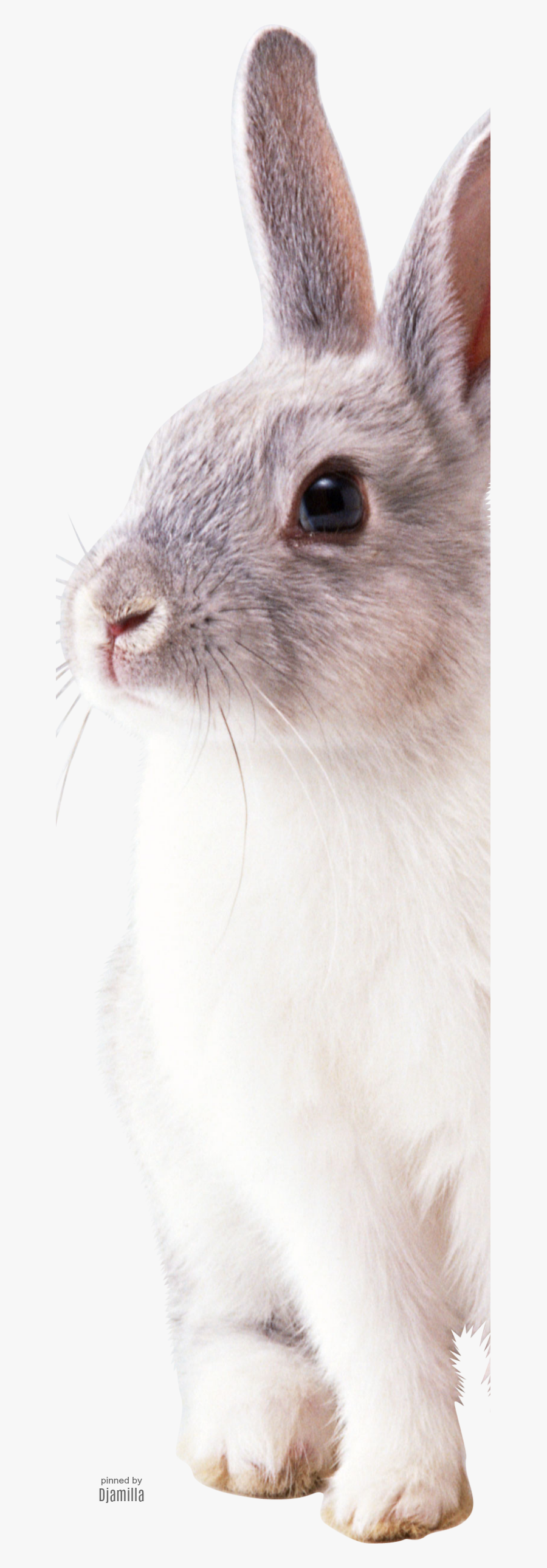 Clip Art Pretty Rabbits - Animal Rabbit Transparent Background, Transparent Clipart