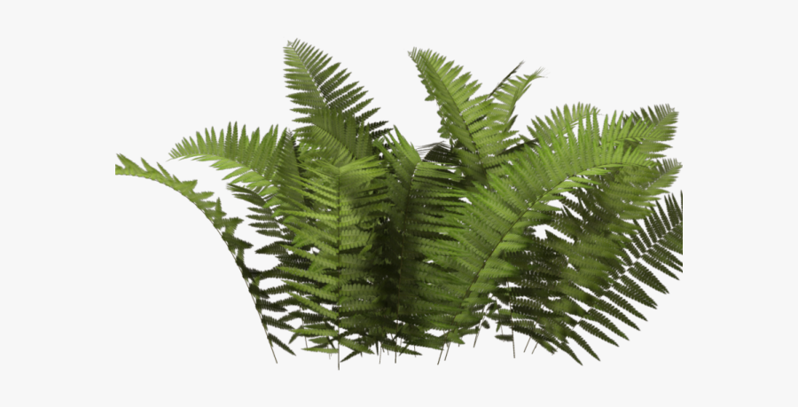 Shrub Clipart Tropical Bush - Bush Png, Transparent Clipart