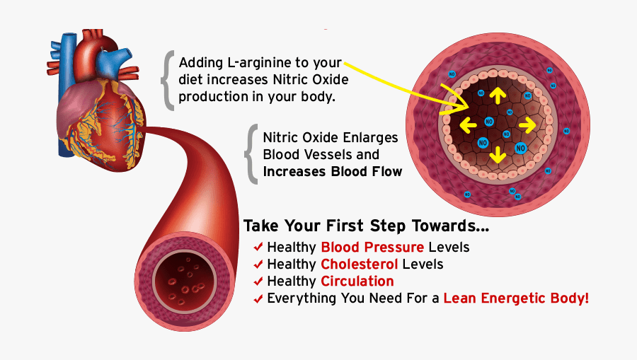 L Arginine L Citrulline Nitric Oxide Erection, Transparent Clipart