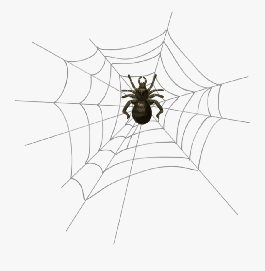 Spider Web Png Transparent, Transparent Clipart