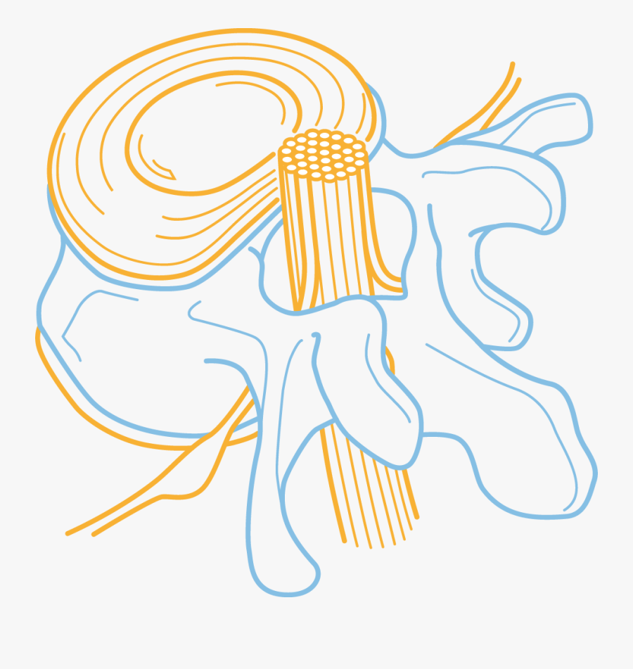 Spine Clipart Spinal Cord, Transparent Clipart