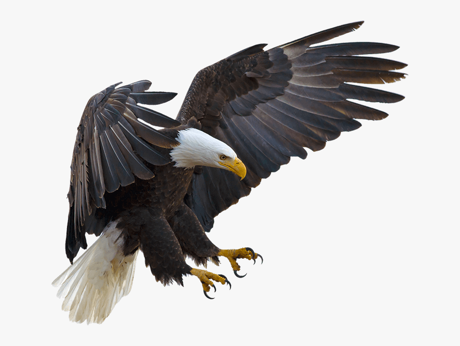 Bald Eagle Bird Hawk Buteoninae - American Eagle Transparent, Transparent Clipart