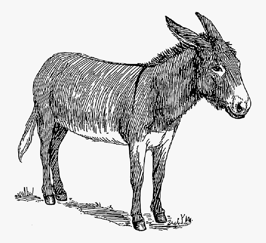 Donkey Drawing Vector Graphics Sketch Mule - Sketch Of Donkey, Transparent Clipart