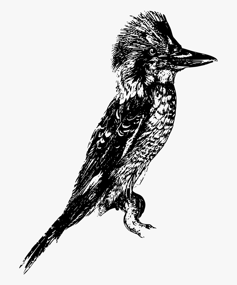 Crow Like Bird,wildlife,art - Kookaburra Transparent, Transparent Clipart