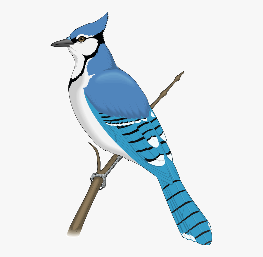 Free Vector Bird - Blue Jay Bird Clipart, Transparent Clipart
