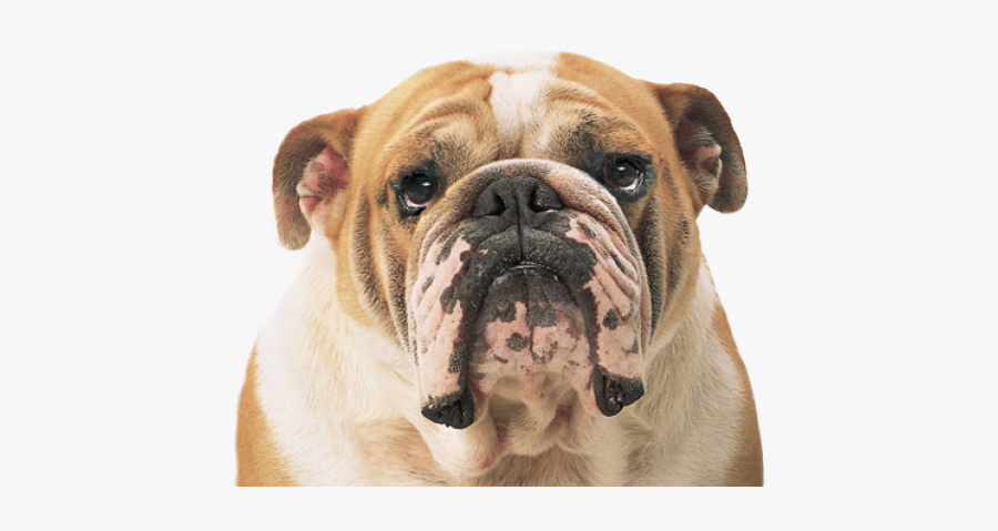 Transparent Bulldog Png, Transparent Clipart