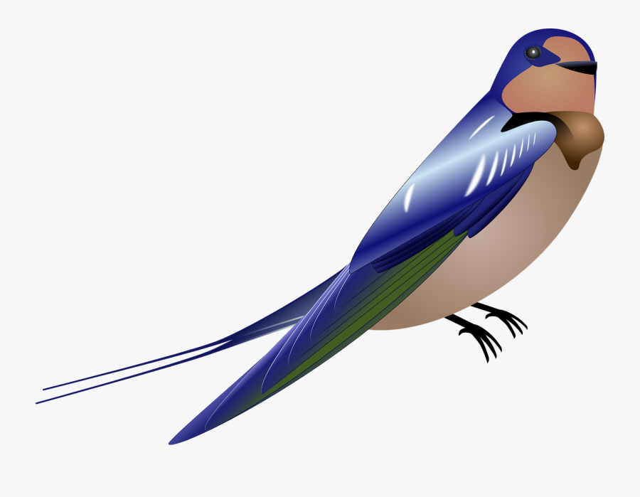 Parrot,vertebrate,bird - Gambar Kartun Burung Png, Transparent Clipart