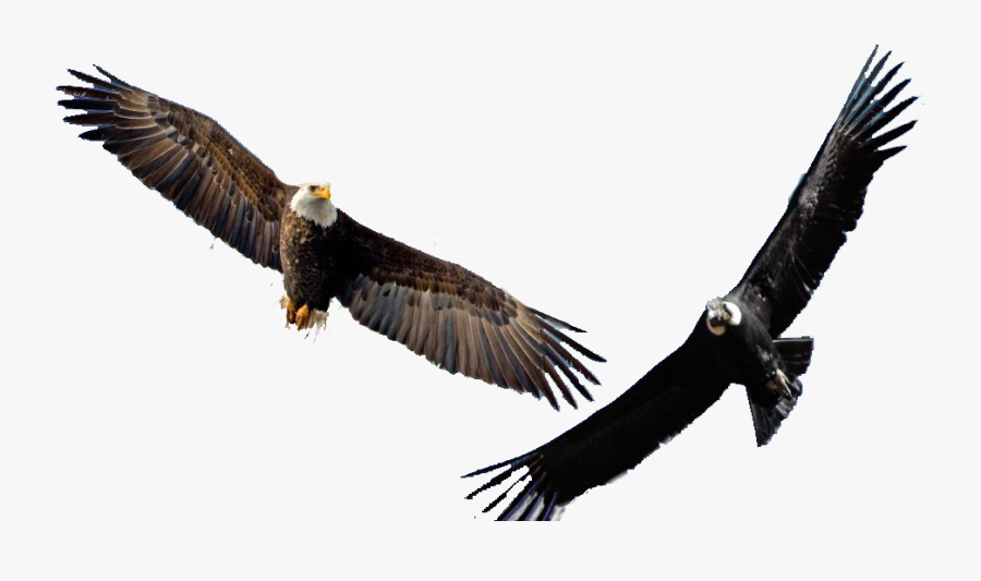 Condor Eagle - What's The Difference Between An Eagle, Transparent Clipart