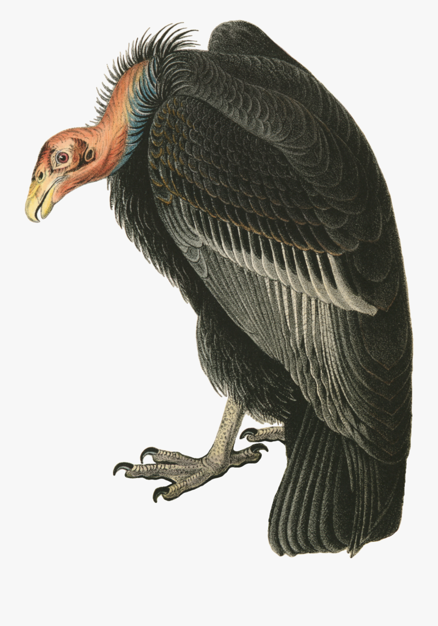 Andean Condor Png, Transparent Clipart