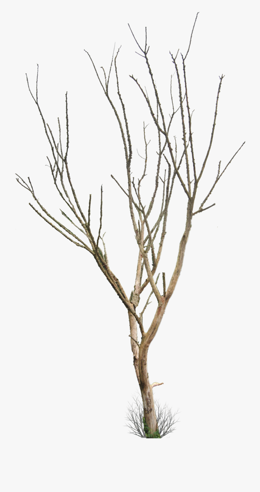 Dead Tree Clipart Ded - Transparent Background Dry Tree Png, Transparent Clipart