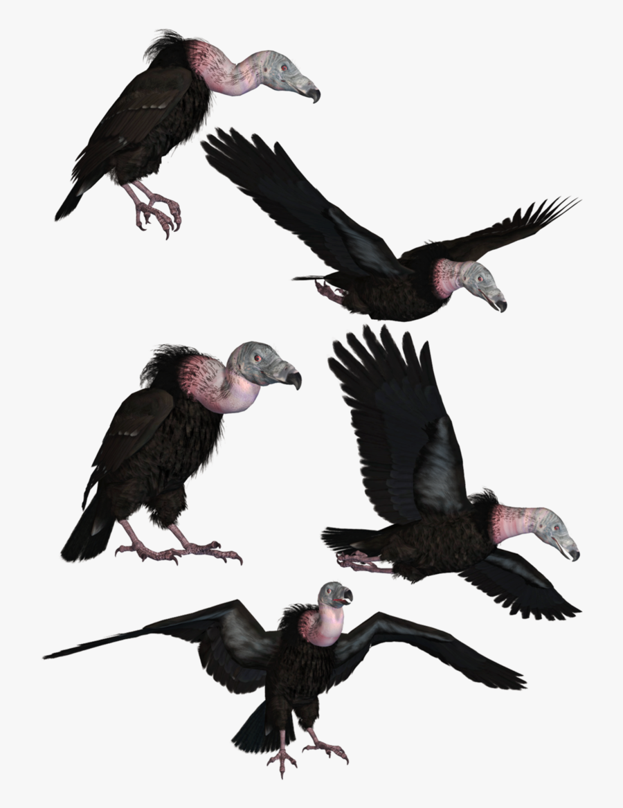Vultures Png, Transparent Clipart