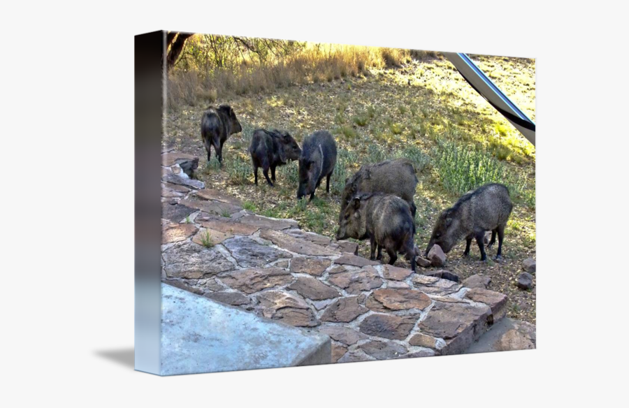 Pig Javelina Clipart - Domestic Pig, Transparent Clipart