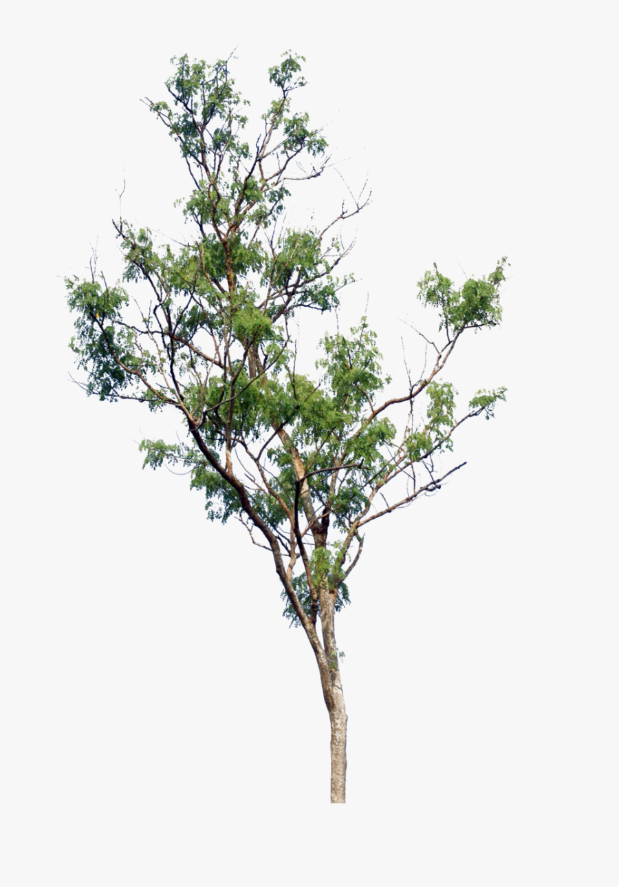 Blur Background Tree Png, Transparent Clipart