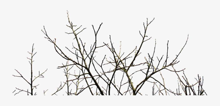 Branches Of A Tree, Transparent Clipart