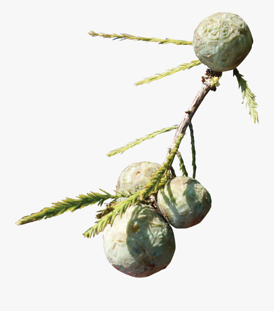 Cypress Knee - Bead - Illustration Flower Taxodium Distichum, Transparent Clipart