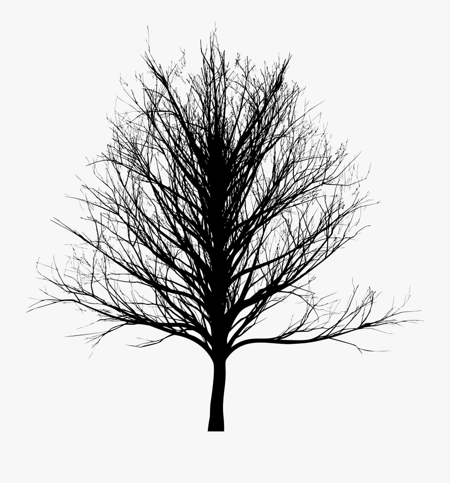 Tree Bald Cypress Oak - Transparent Dark Tree Png, Transparent Clipart