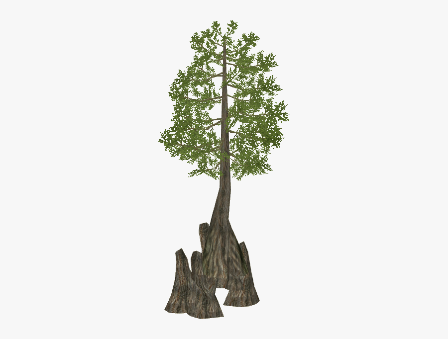 Zoo Tycoon 2 Mediterranean Cypress Bald Cypress Tree - Bald Cypress Tree Transparent, Transparent Clipart