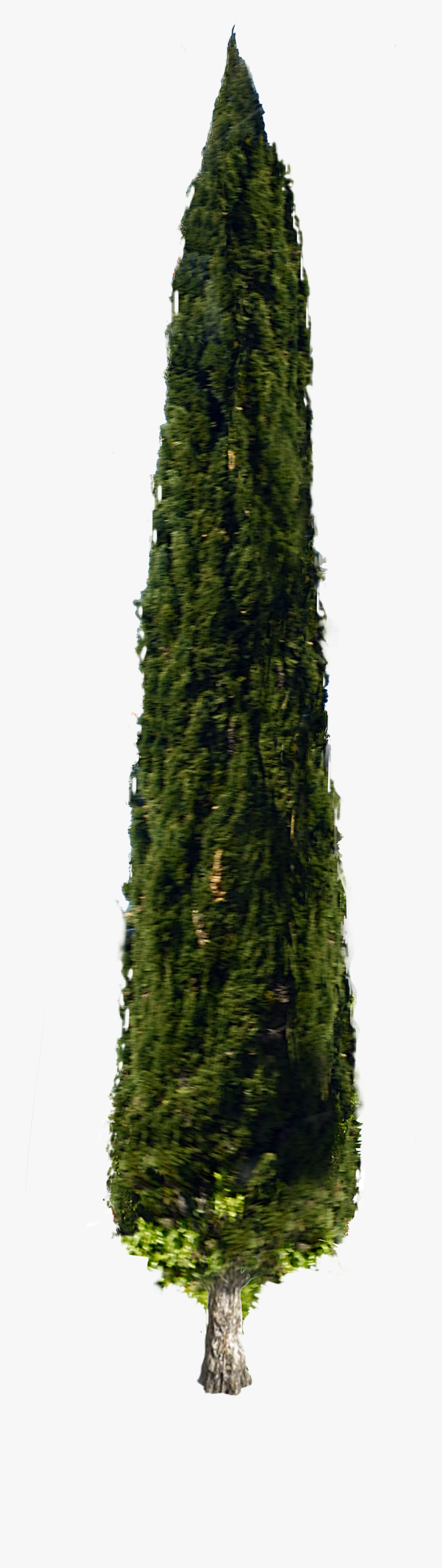 Italian Cypress Tree Stock Png Photo Dsc0119 By Annamae22 - Cypress Pine Tree Png, Transparent Clipart
