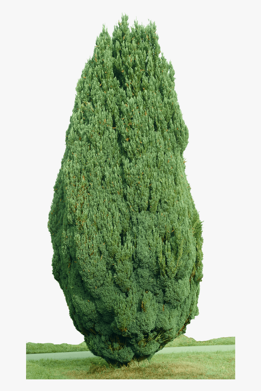 Imagenes De Arboles De Cipres, Transparent Clipart