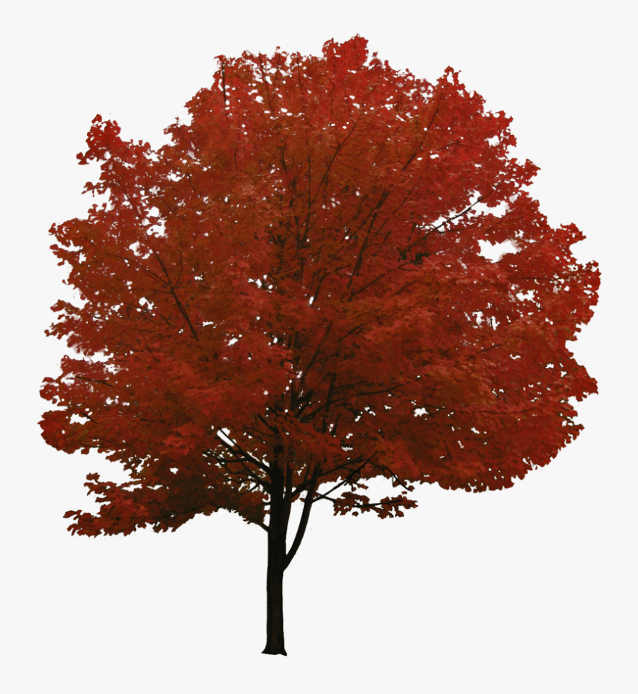 Red Tree - Maple Tree Transparent Background, Transparent Clipart